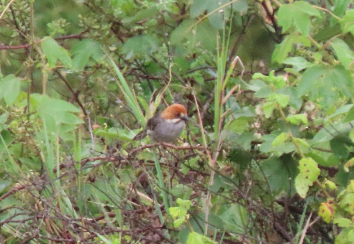 Rufous-eared Brushfinch - ML633690093
