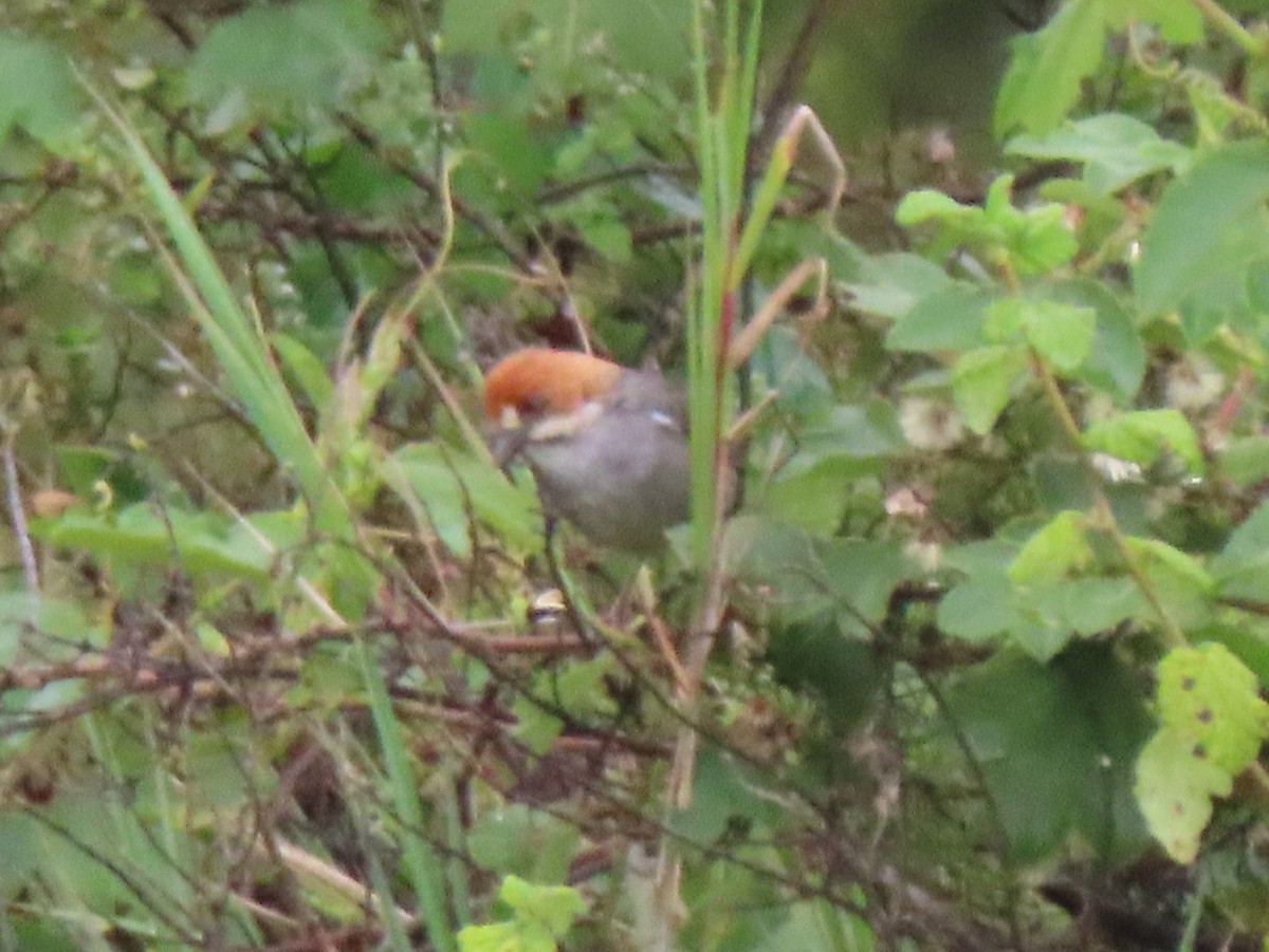 Rufous-eared Brushfinch - ML633690094