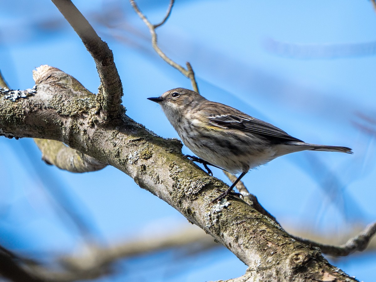 Yellow-rumped Warbler - ML633690117