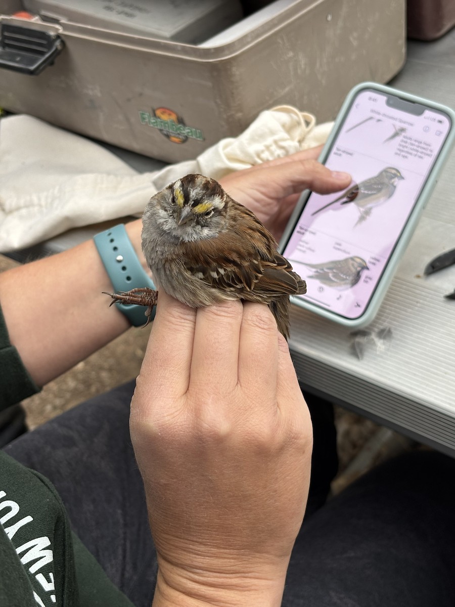 White-throated Sparrow - ML633690180