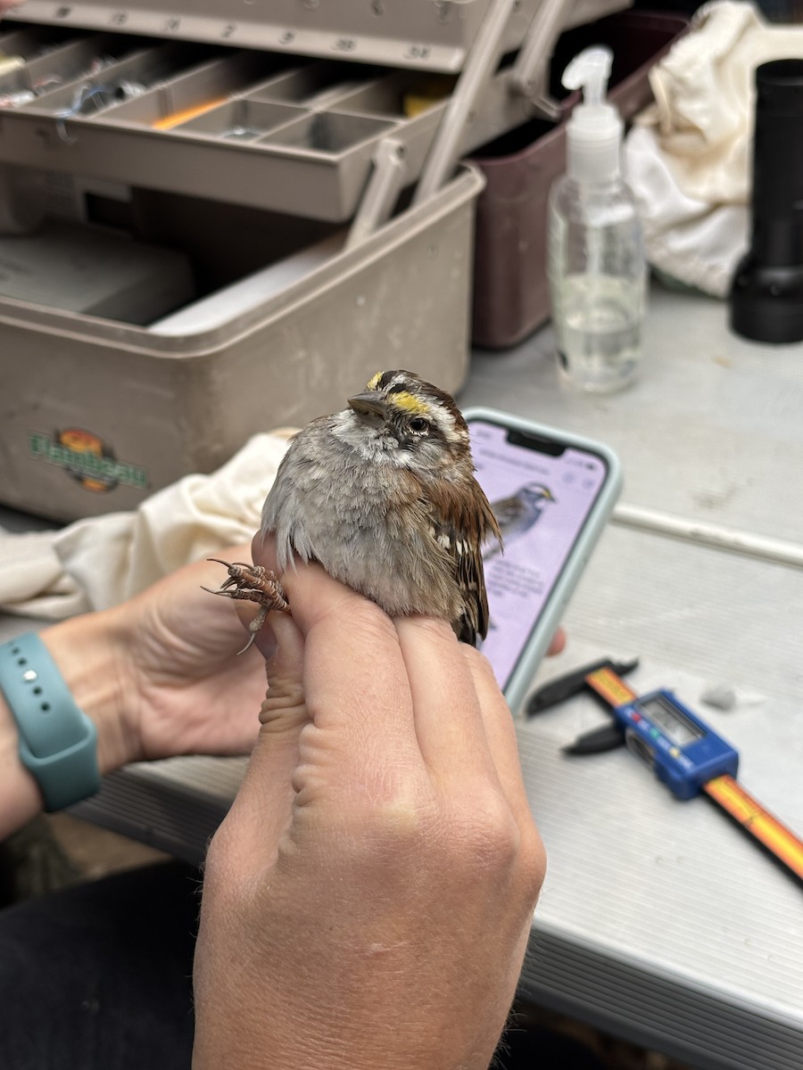 White-throated Sparrow - ML633690181