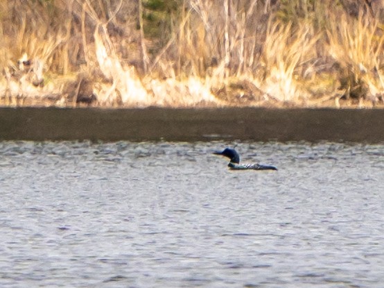 Common Loon - ML633690196