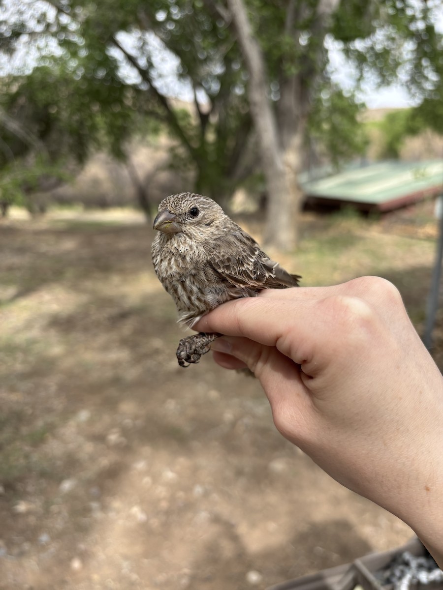 House Finch - ML633690205