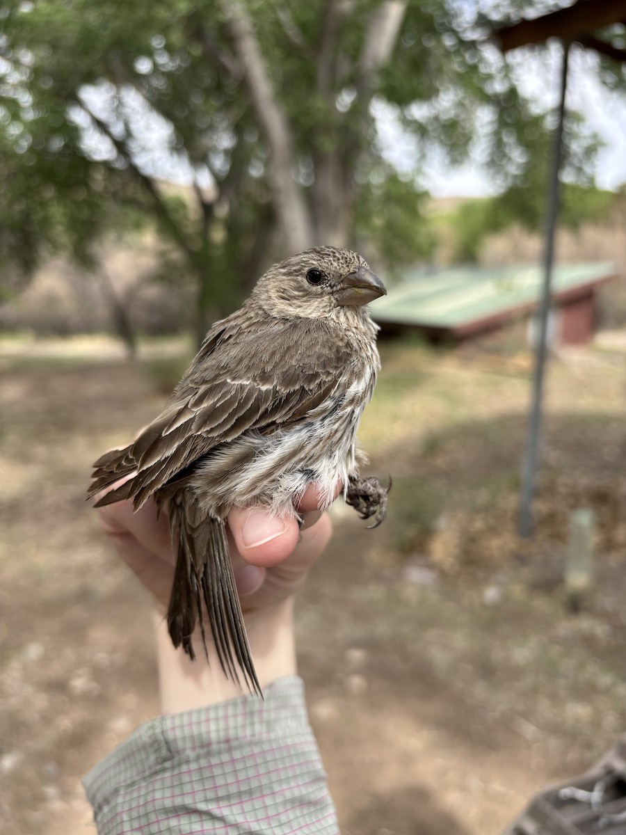 House Finch - ML633690206