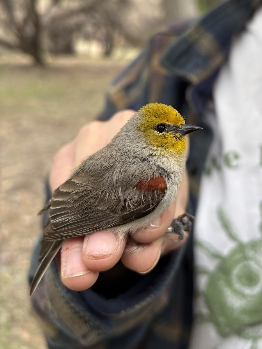 Verdin - ML633690235