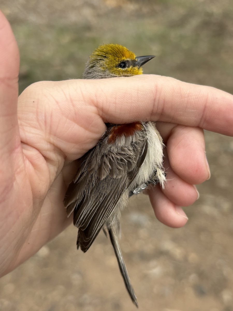 Verdin - ML633690237