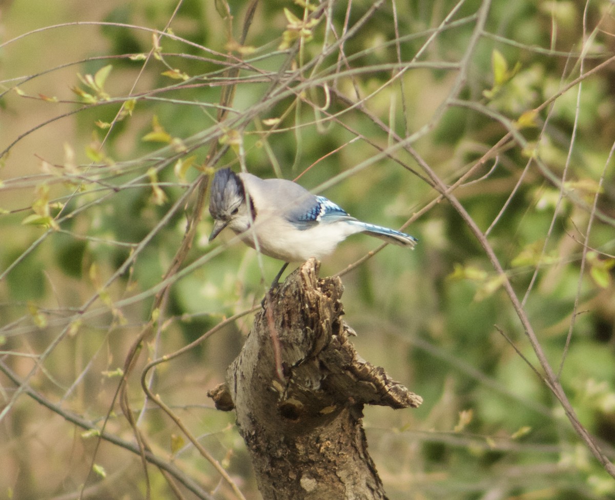 Blue Jay - ML633690260