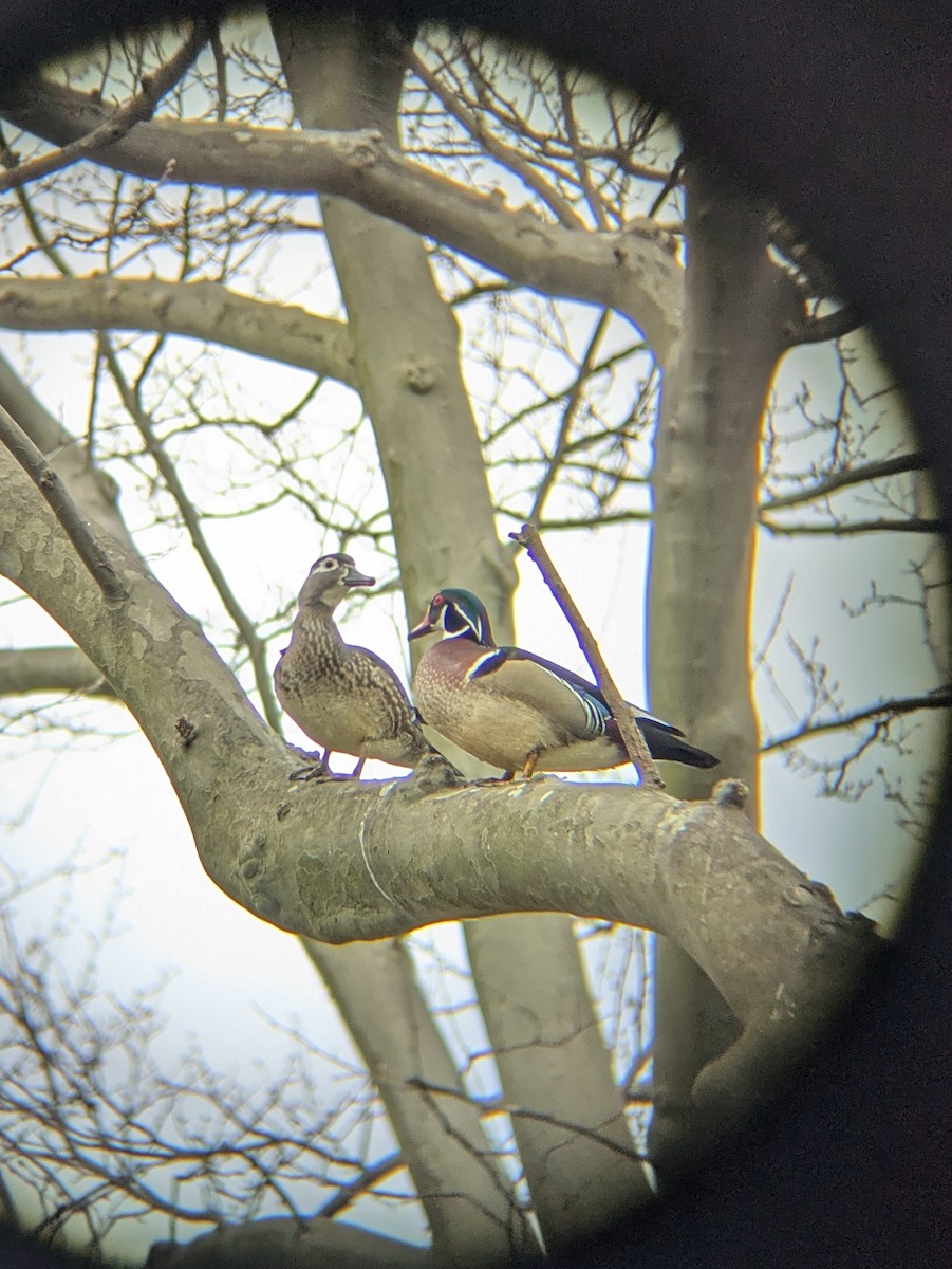 Wood Duck - ML633690261