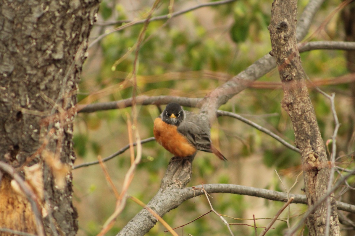 American Robin - ML633690273