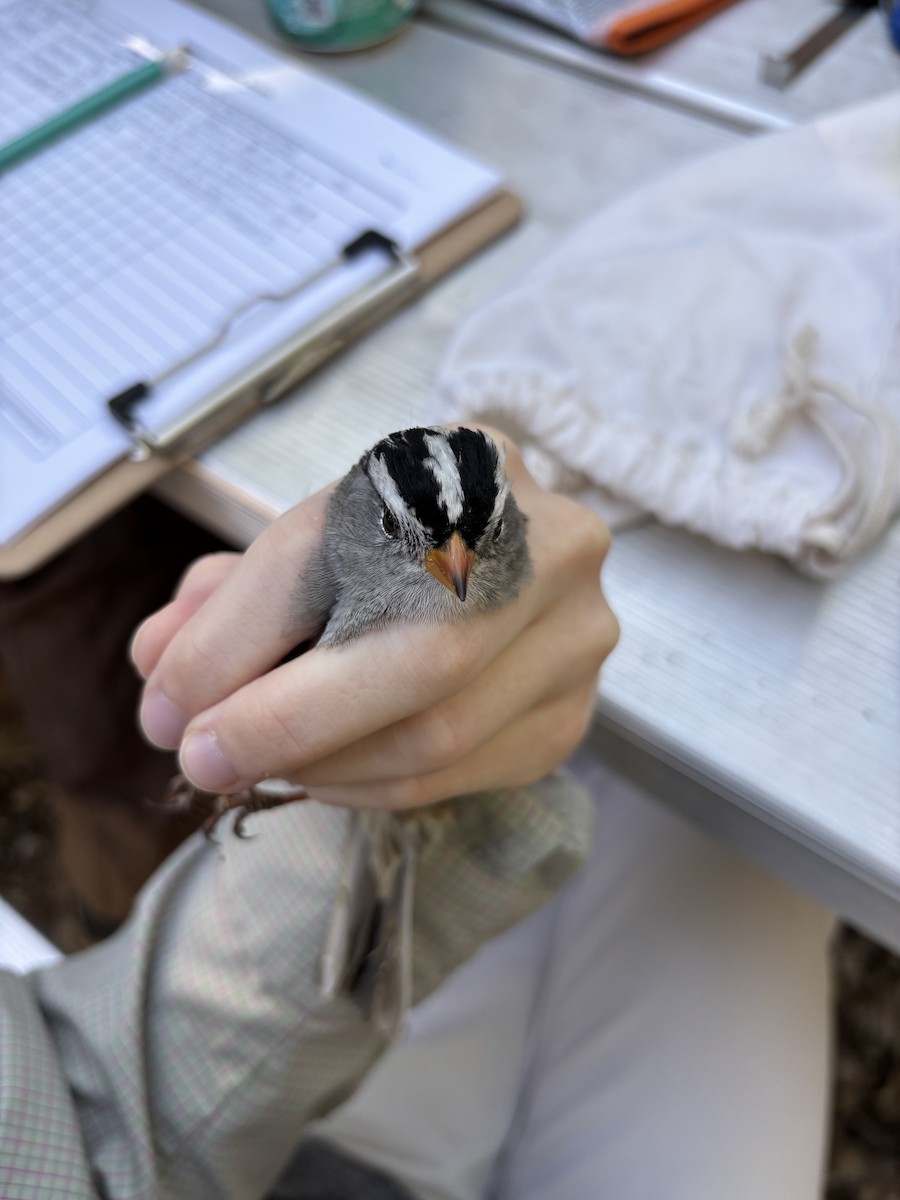 White-crowned Sparrow (Gambel's) - ML633690291