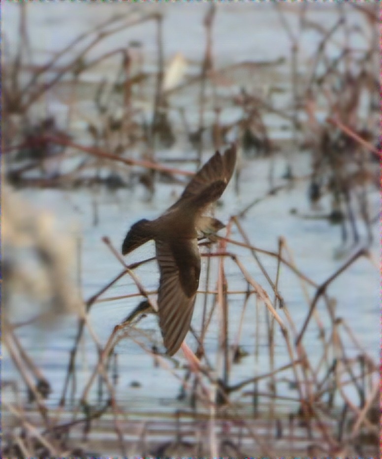 Northern Rough-winged Swallow - ML633690309