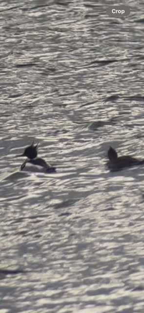 Red-breasted Merganser - ML633690335