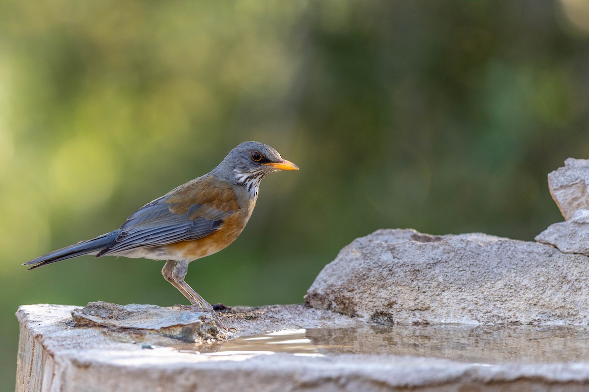 Rufous-backed Robin - ML633690370