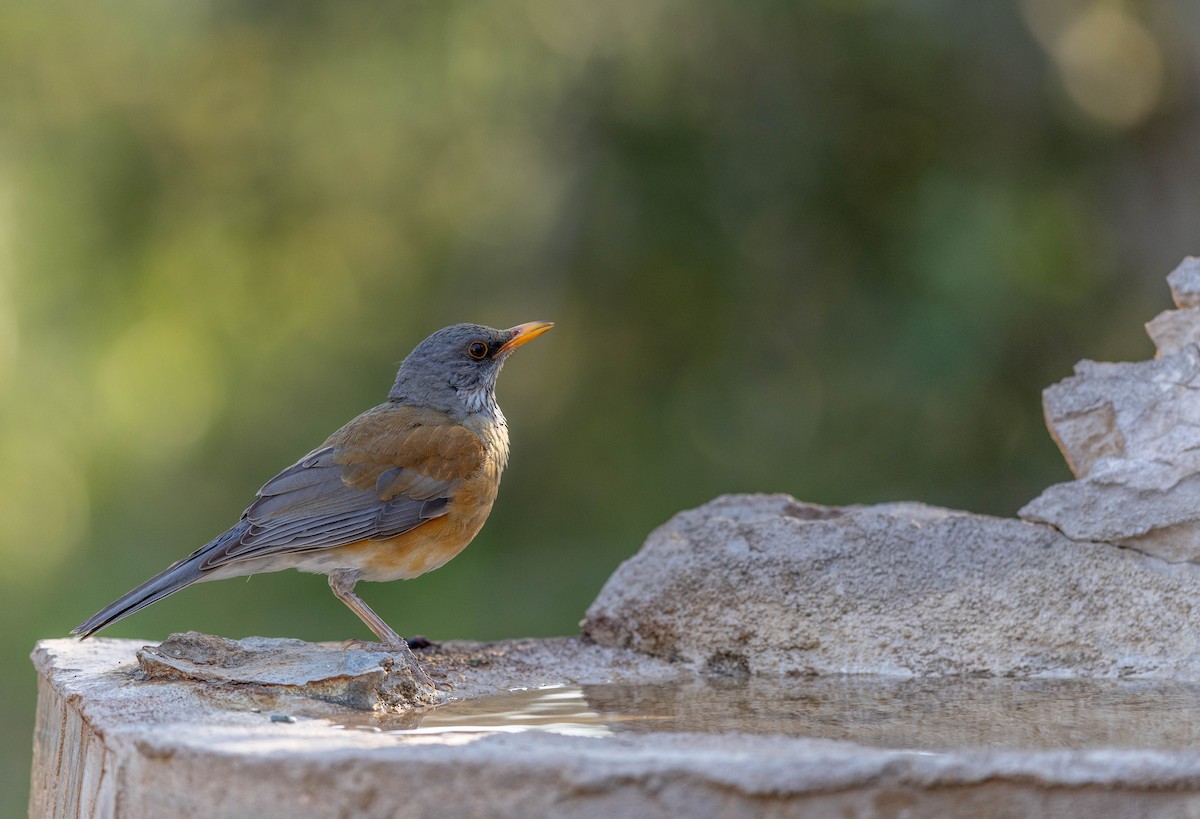 Rufous-backed Robin - ML633690387