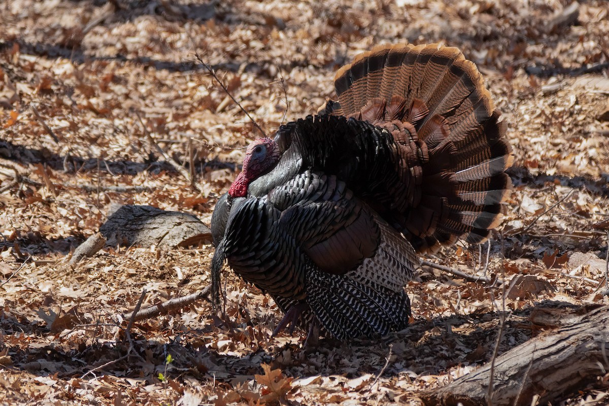 Wild Turkey - ML633690419
