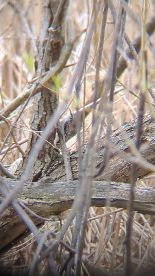 Brown Creeper - ML633690474