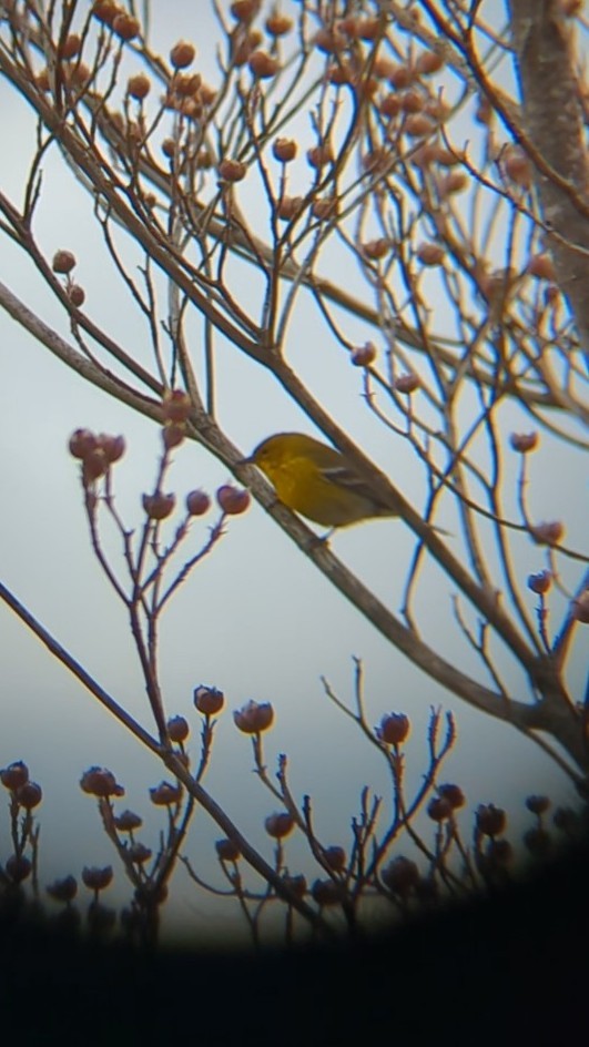 Pine Warbler - ML633690497