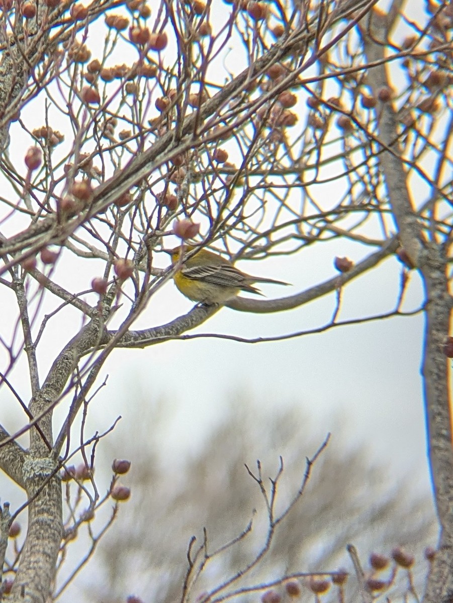 Pine Warbler - ML633690498