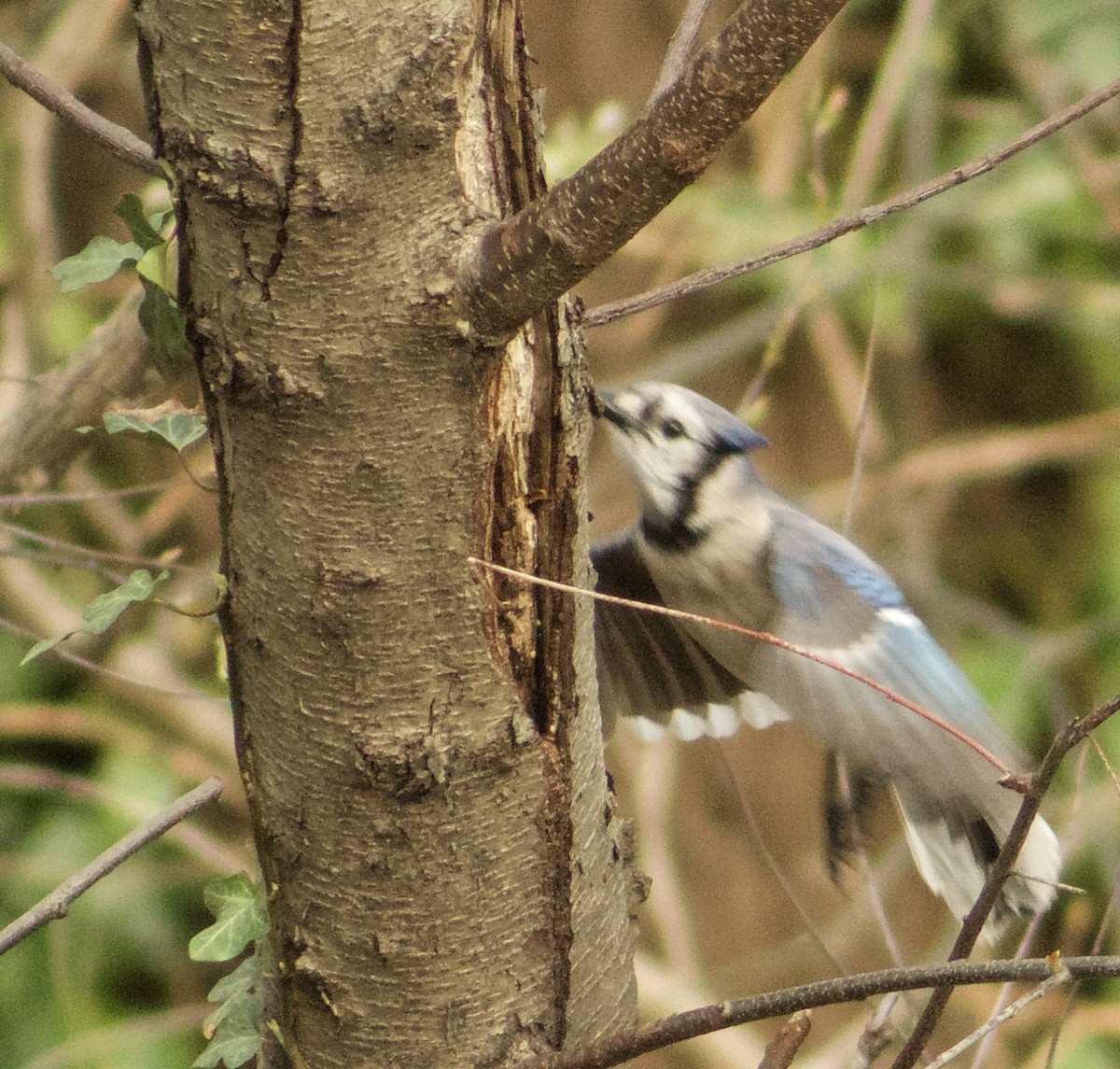 Blue Jay - ML633690558