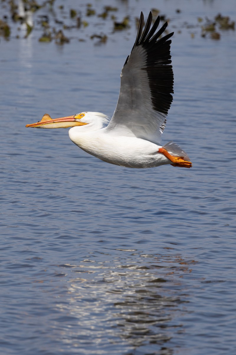 American White Pelican - ML633690655