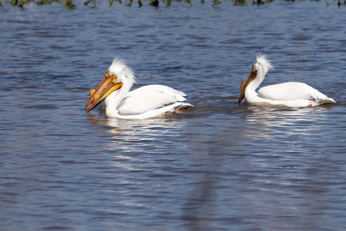 American White Pelican - ML633690656
