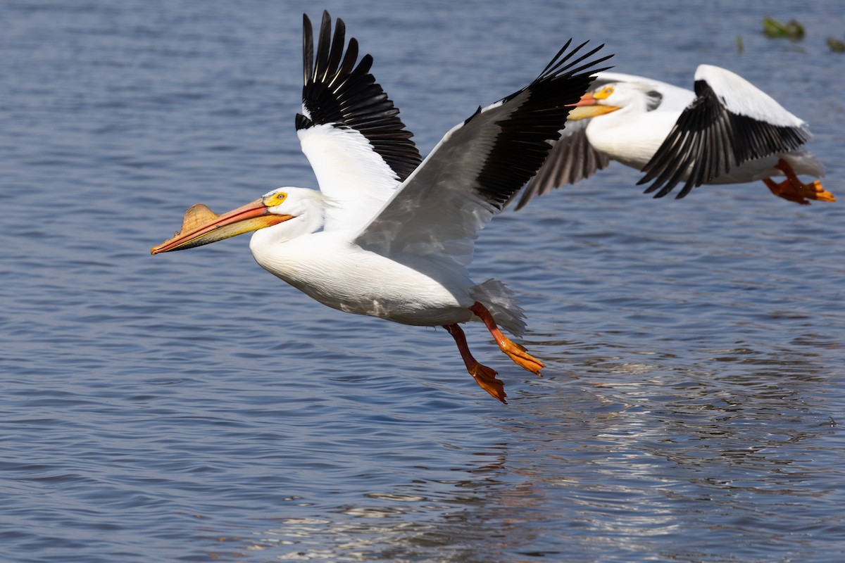 American White Pelican - ML633690658