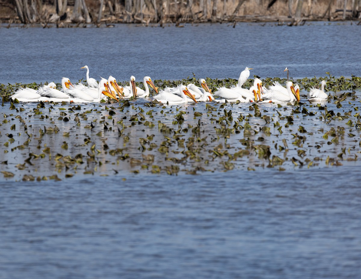 American White Pelican - ML633690660