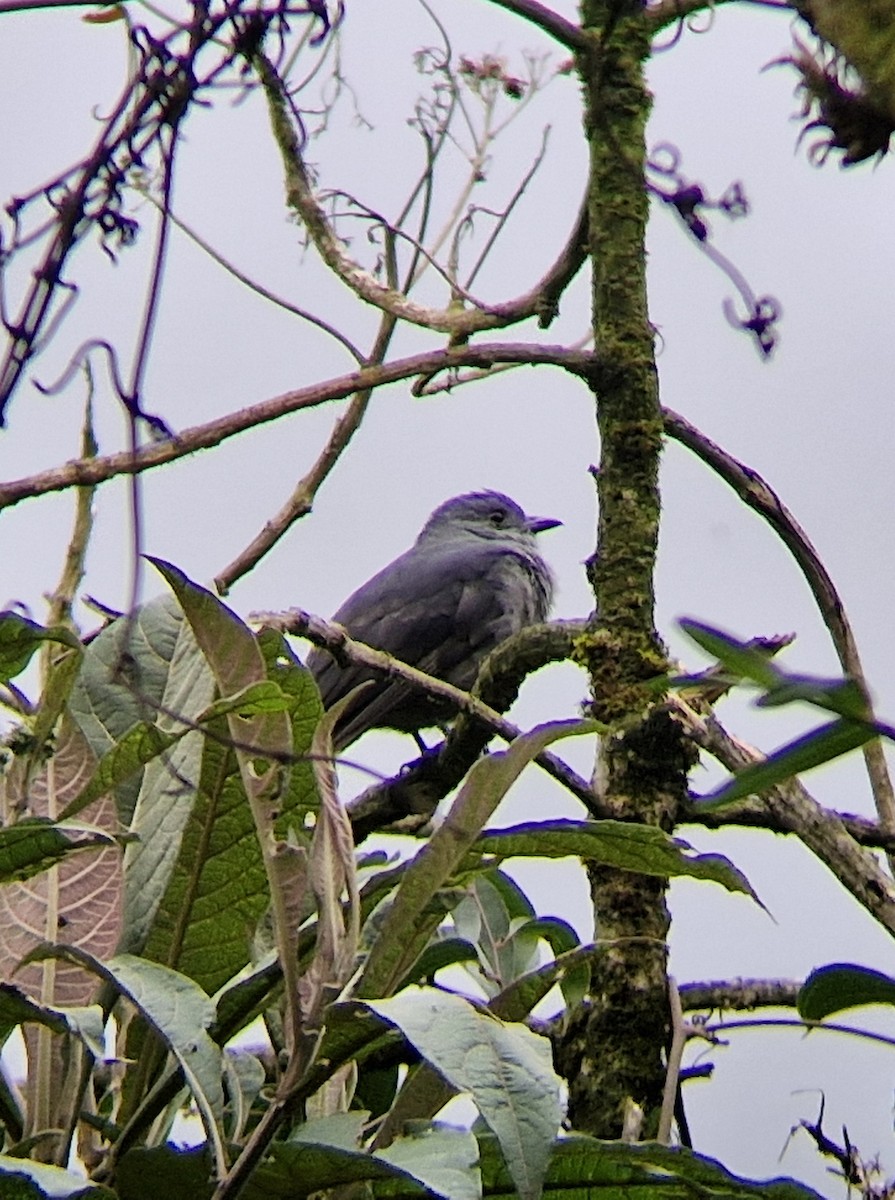 Dusky Piha - ML633690746