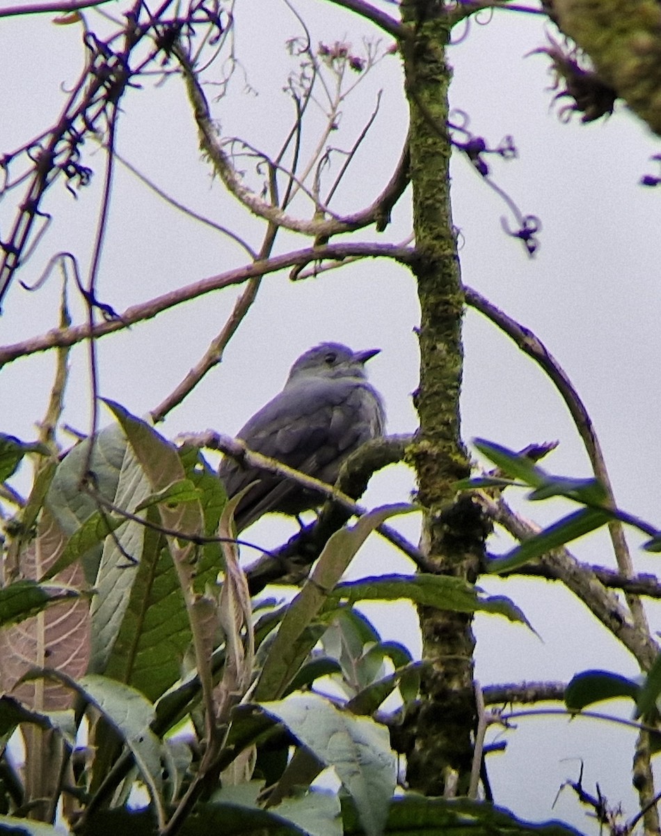 Dusky Piha - ML633690747