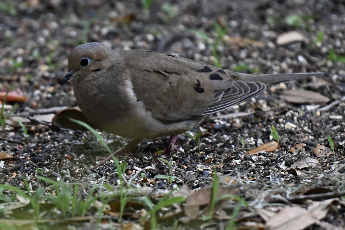 Mourning Dove - ML633691445