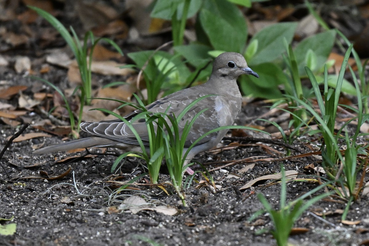 Mourning Dove - ML633691446