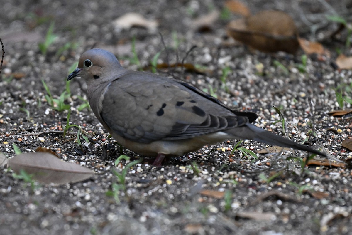 Mourning Dove - ML633691450