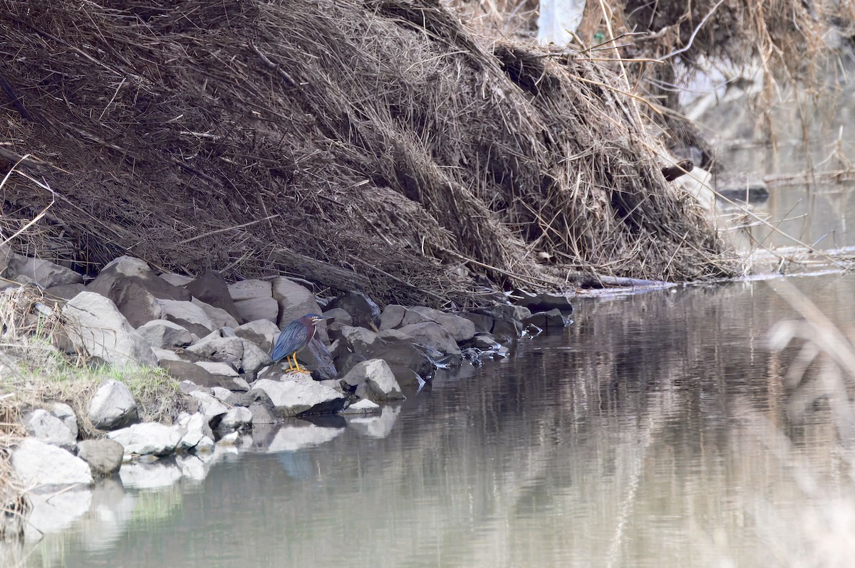 volavka zelenavá - ML633691461