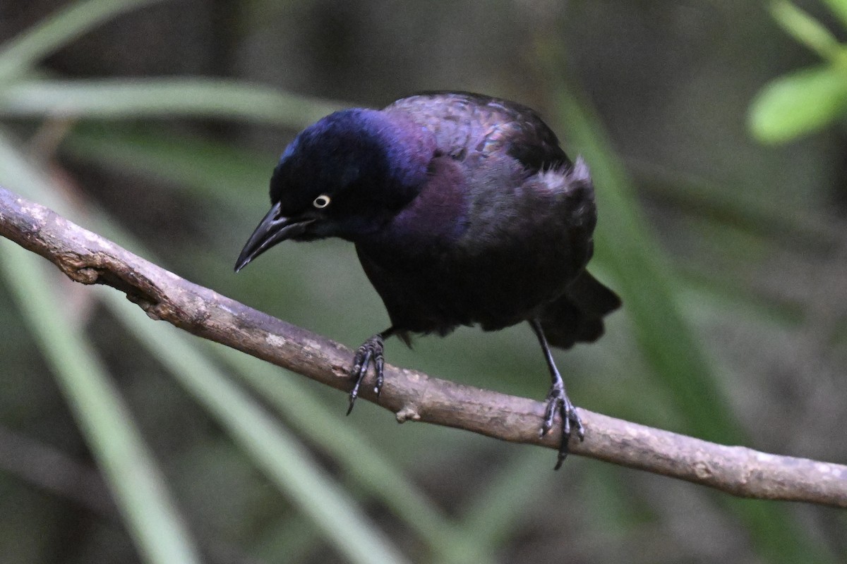 Common Grackle - ML633691481