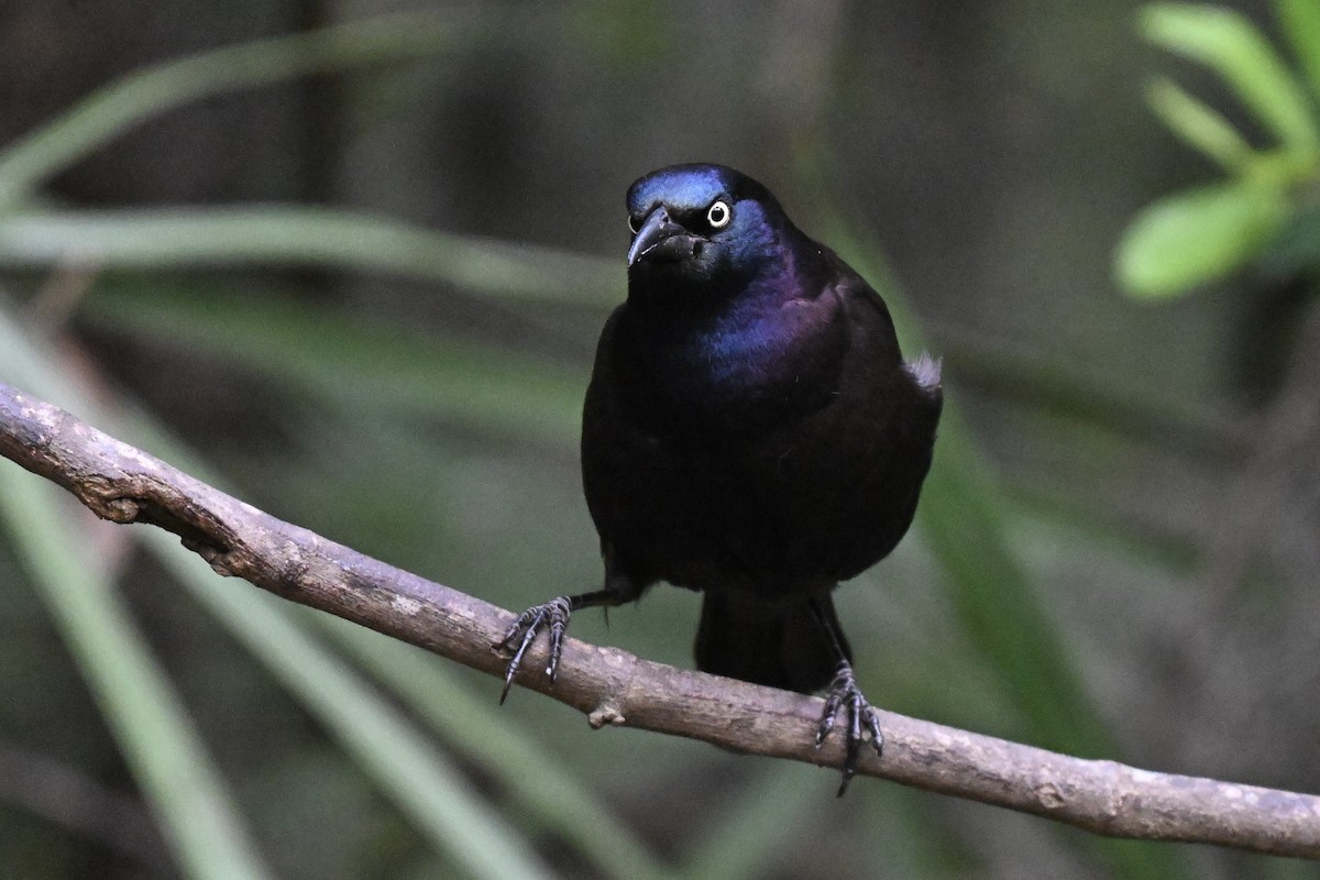 Common Grackle - ML633691482