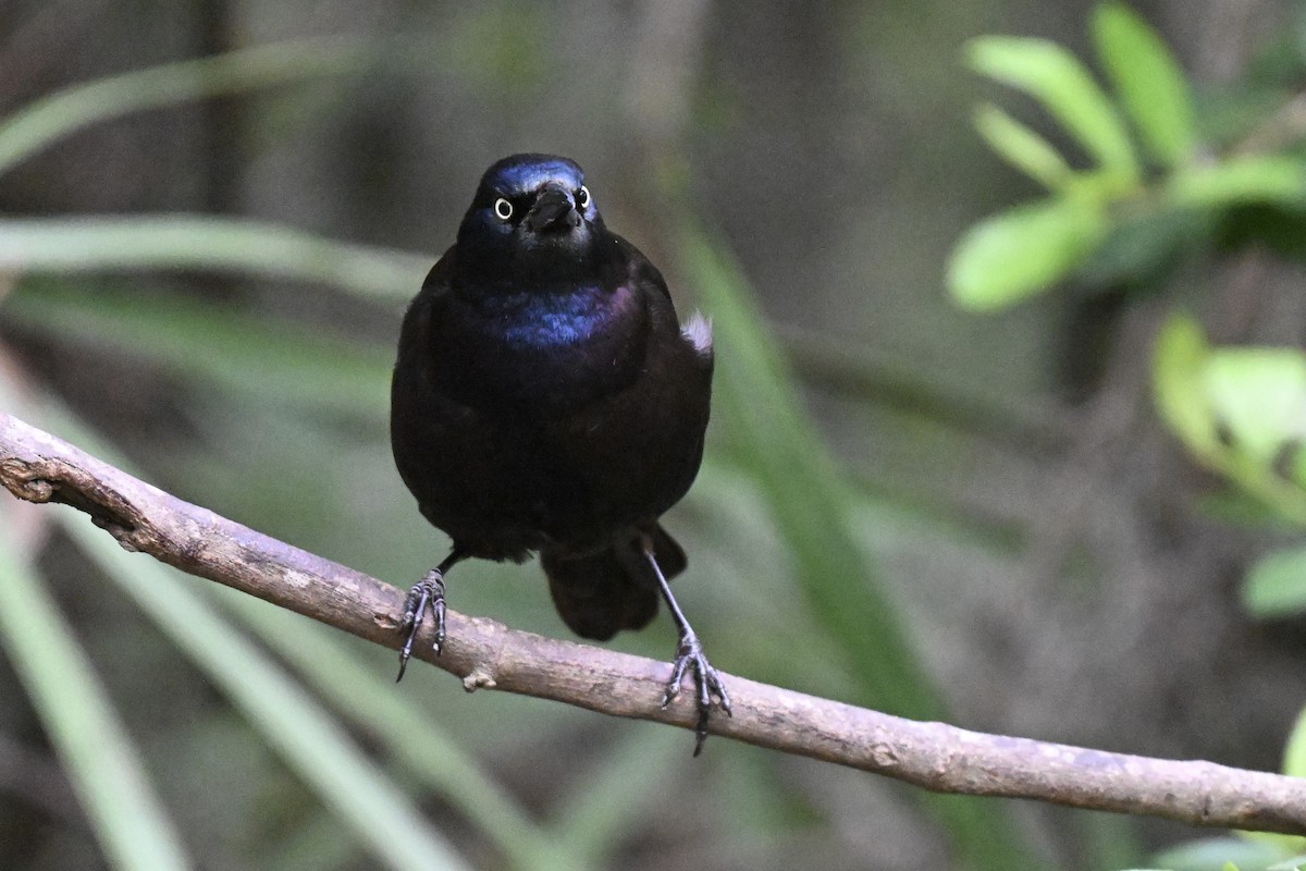 Common Grackle - ML633691483
