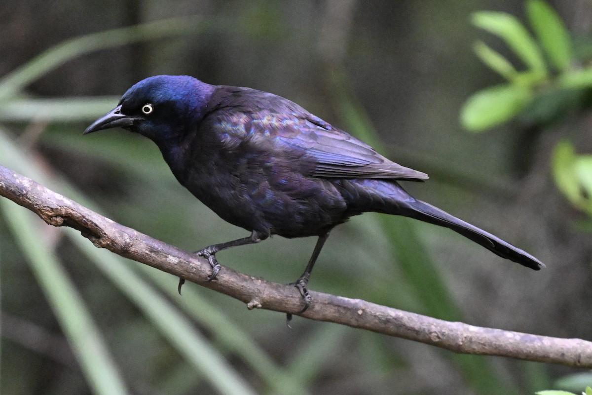 Common Grackle - ML633691484