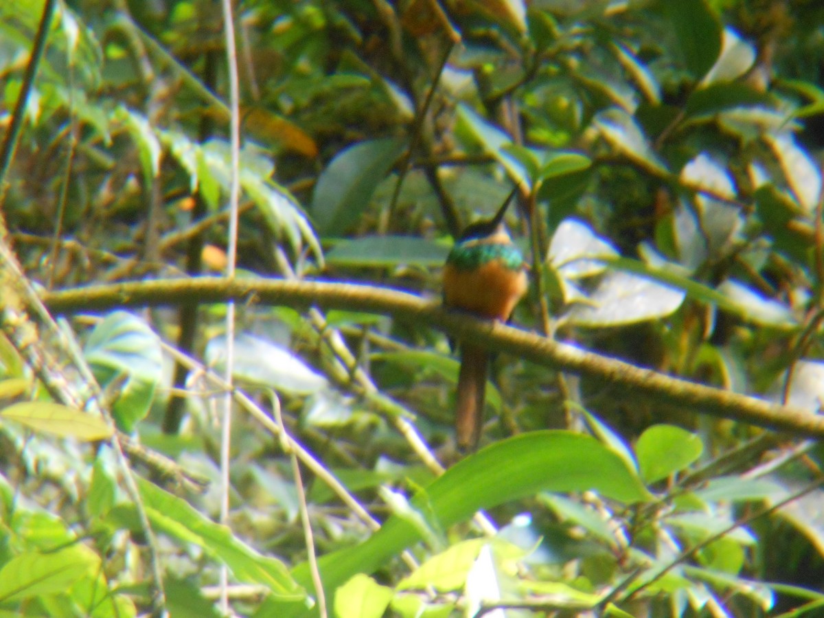 Rufous-tailed Jacamar - ML633691504