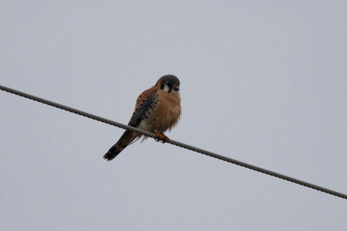 American Kestrel - ML633691629