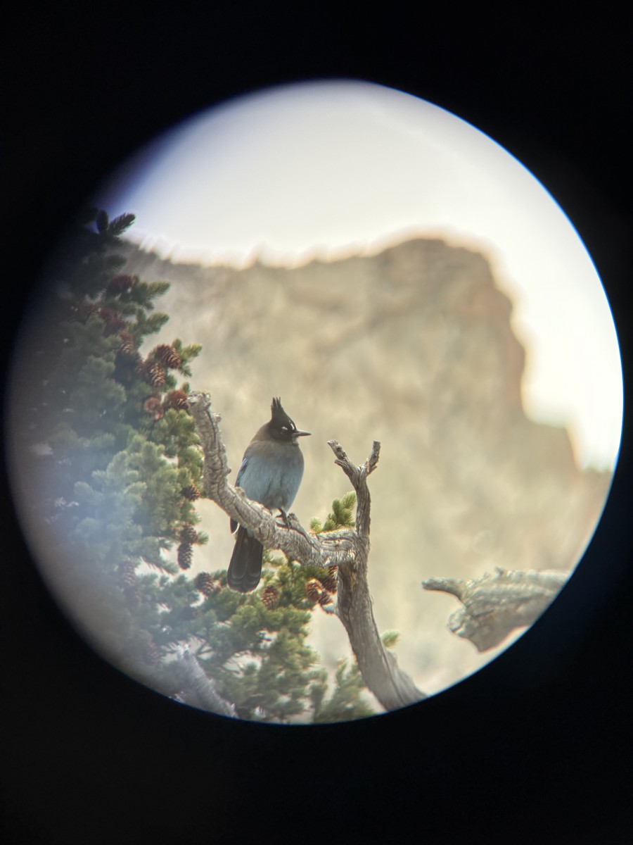 Steller's Jay - Jen Altomare