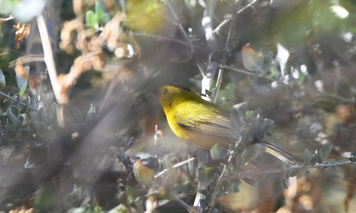 Wilson's Warbler - ML633691697