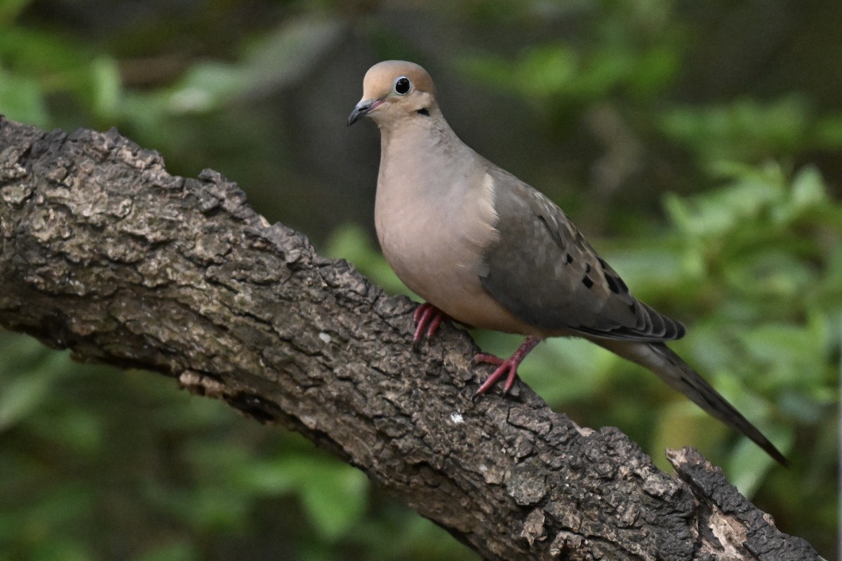 Mourning Dove - ML633691701
