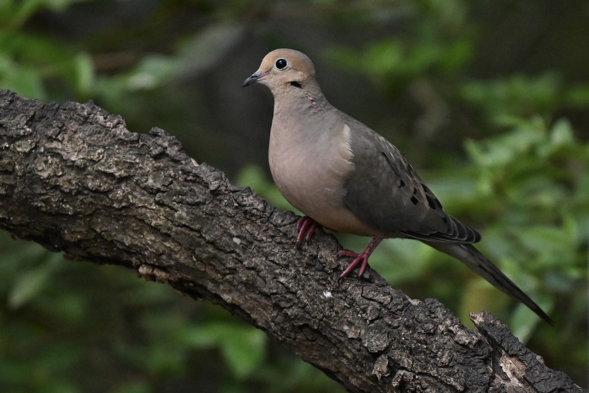 Mourning Dove - ML633691702
