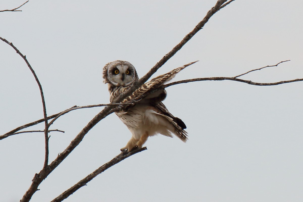 Short-eared Owl - ML633691750