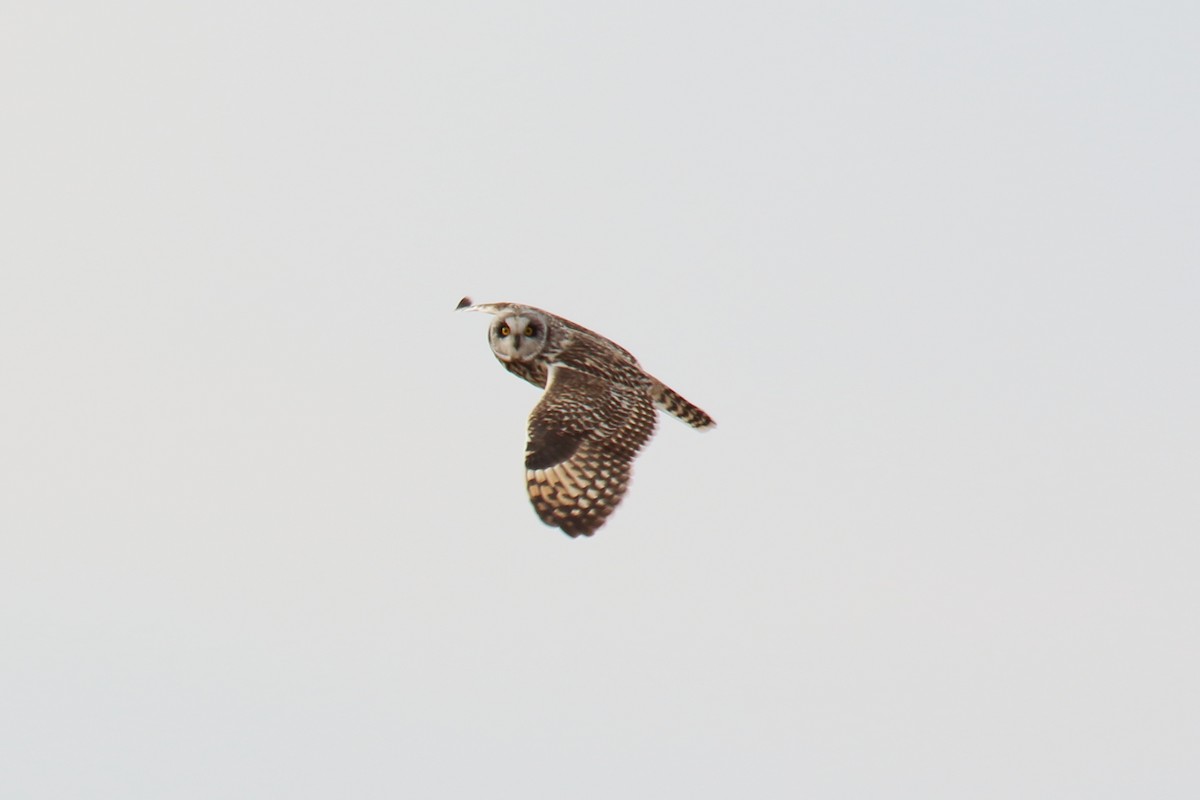 Short-eared Owl - ML633691751