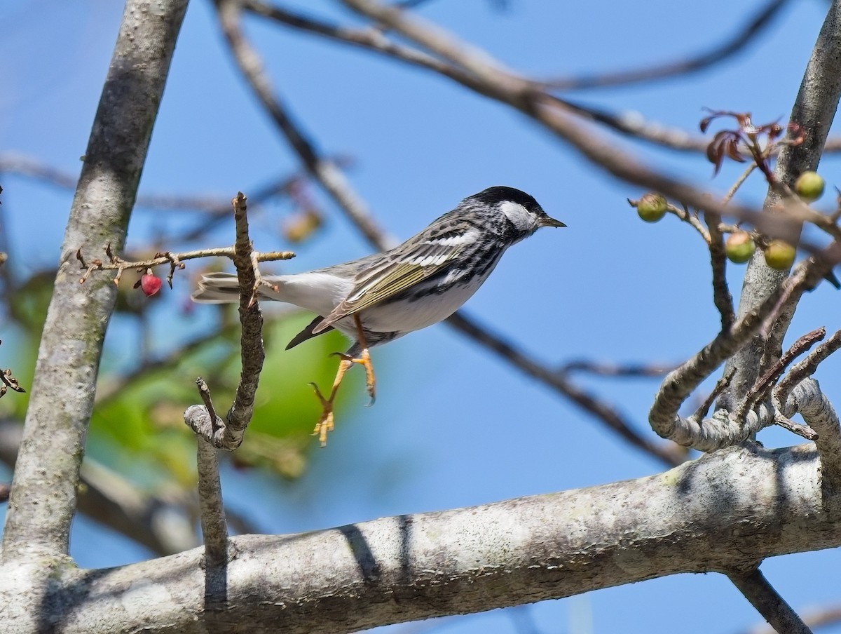 Paruline rayée - ML633691828
