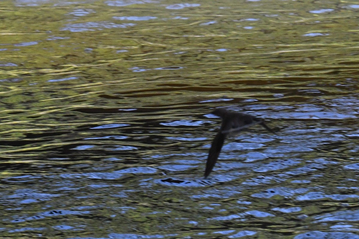 Northern Rough-winged Swallow - ML633692045