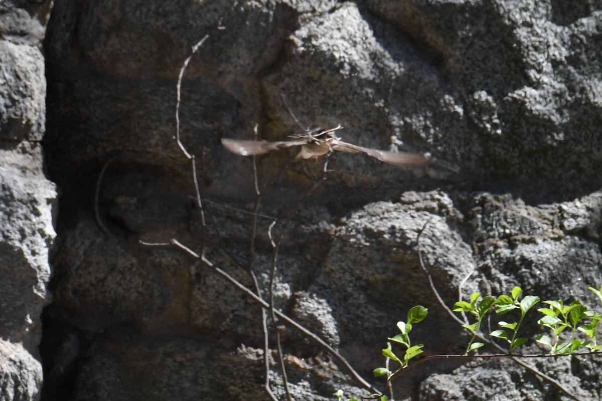 Northern Rough-winged Swallow - ML633692089