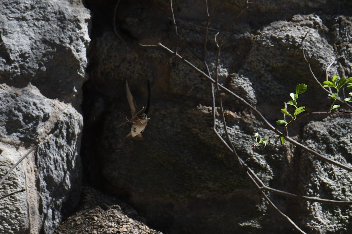 Northern Rough-winged Swallow - ML633692123