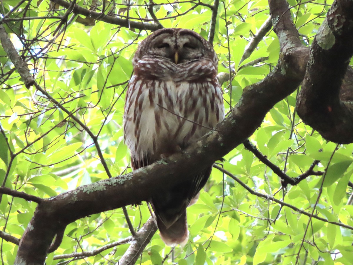 Barred Owl - ML633692148